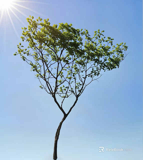 Tall Tree With Green Leaves Under Sunlight Against Clear Blue Sky 3d model 