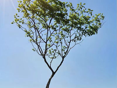 Tall Tree With Green Leaves Under Sunlight Against Clear Blue Sky 3d model