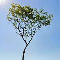 Tall Tree With Green Leaves Under Sunlight Against Clear Blue Sky