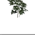 Green Leafy Shrub With Multiple Branches And Approximately 75 Centimeters Height 3d model