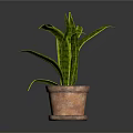 Green Leafy Indoor Plant In Terracotta Pot With Long Curved Leaves