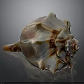 Conch Shell With Organic Texture And Hairy Appearance On Spiral Surface