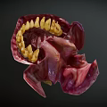 Human Oral Cavity Anatomical Model With Teeth Gums And Tongue Structure