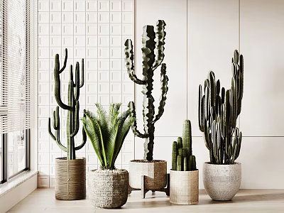 Indoor Cactus Potted Plants In Sunlit Window With Multiple Varieties And Textured Pots 3d model