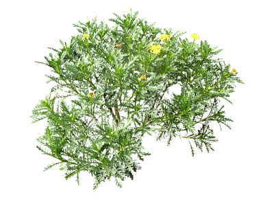 Lush Green Leafy Shrub with Bright Yellow Flowers in Garden Setting 3d model