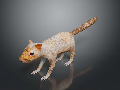 Detailed Light Brown Squirrel Model With Long Tail And Textured Fur On Dark Reflective Surface 3d model