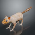 Detailed Light Brown Squirrel Model With Long Tail And Textured Fur On Dark Reflective Surface