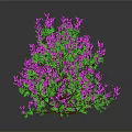Lush Plant with Purple Flowers and Green Leaves Against Dark Background