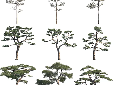 Various Ornamental Trees For Landscape Design With Diverse Crown Shapes And Lush Foliage 3d model