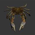 Brown and Orange Crab With Large Claws On Dark Background With Reflection 3d model