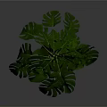 Monstera Plant with Large Green Leaves in Concrete Pot on Metal Stand
