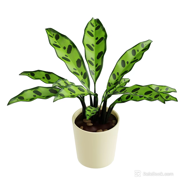 Green Spotted Leaf Indoor Plant in White Ceramic Pot with Small Decorative Pebbles 3d model 