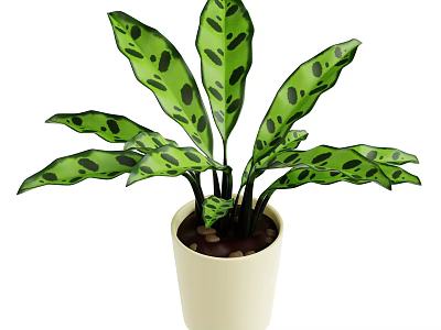 Green Spotted Leaf Indoor Plant in White Ceramic Pot with Small Decorative Pebbles 3d model