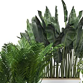 Various Green Leafy Potted Plants With Different Foliage In White Containers 3d model