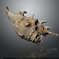 Detailed Marine Conch Animal Shell With Spiral Shape Natural Texture And Close Up View