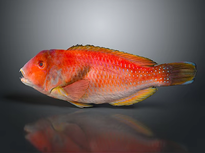 Vibrant Red Fish With Bright Scales Yellow Fins Blue Tail And Reflection On Dark Background 3d model
