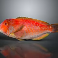 Vibrant Red Fish With Bright Scales Yellow Fins Blue Tail And Reflection On Dark Background