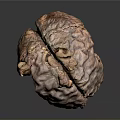 Human Brain Anatomical Model Displaying Detailed Cortex Folds And Structure