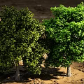 Two Arbor Trees With Lush Green Leaves And Brown Trunks On Dirt Ground