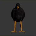 Black Bird with Orange Beak and Feet Standing on Dark Reflective Surface