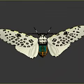 White Butterfly With Black Spots On Spread Wings And Colorful Body On Gray Background