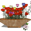 Vibrant Colorful Roses in Wooden Tray with Green Leaves for Garden Decor