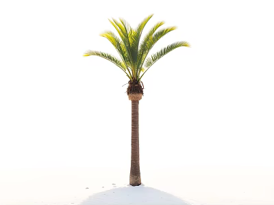 Vibrant Green Shrub With Slender Trunk And Lush Foliage For Garden Landscaping 3d model