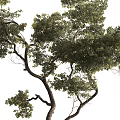 Artistic Bonsai Tree With Curved Trunk And Lush Foliage In Dark Pot