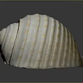 Marine animal with white spiral shell featuring yellow spots and stripes on dark background