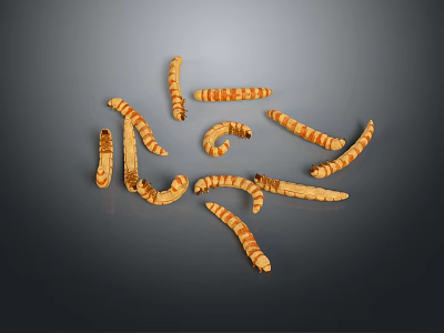 Natural Cordyceps Fungi Specimens with Various Curved Shapes and Brownish Color 3d model