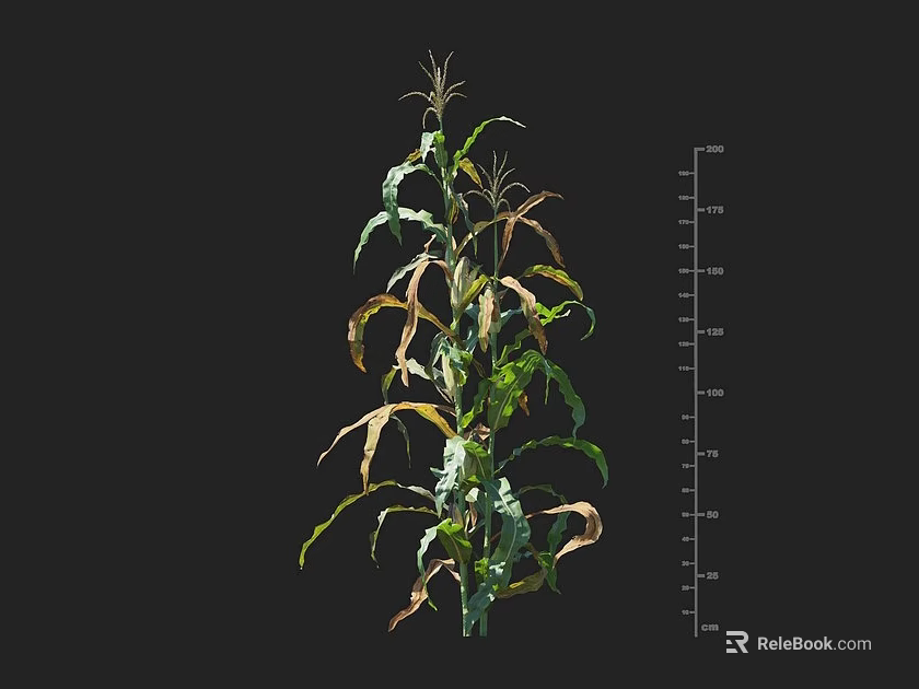 Corn Plant Growth With Visible Height Measurement Scale On Dark Background 3d model 