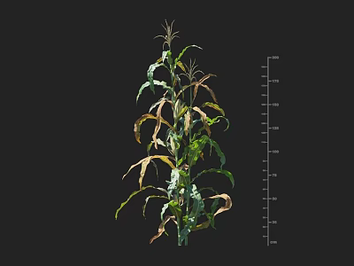 Corn Plant Growth With Visible Height Measurement Scale On Dark Background 3d model