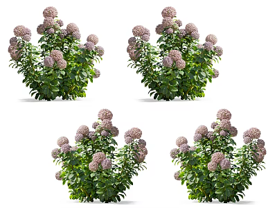 Vibrant Purple Flowering Bushes With Lush Green Leaves For Garden Decoration 3d model