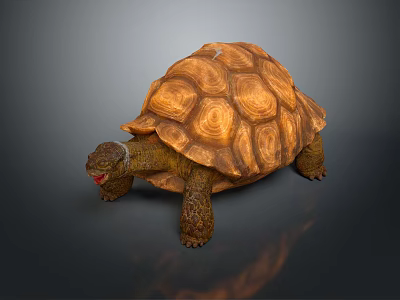 Realistic 3D Rendered Brown Tortoise With Intricate Shell On Gray Surface 3d model