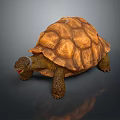 Realistic 3D Rendered Brown Tortoise With Intricate Shell On Gray Surface 3d model