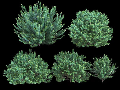 Various Green Shrubs with Lush Foliage and Different Natural Shapes 3d model
