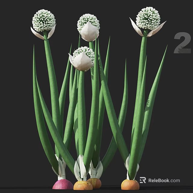 Tall Green Flower Stems Bearing White Buds In Fresh Growth 3d model 