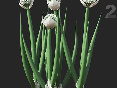 Tall Green Flower Stems Bearing White Buds In Fresh Growth 3d model