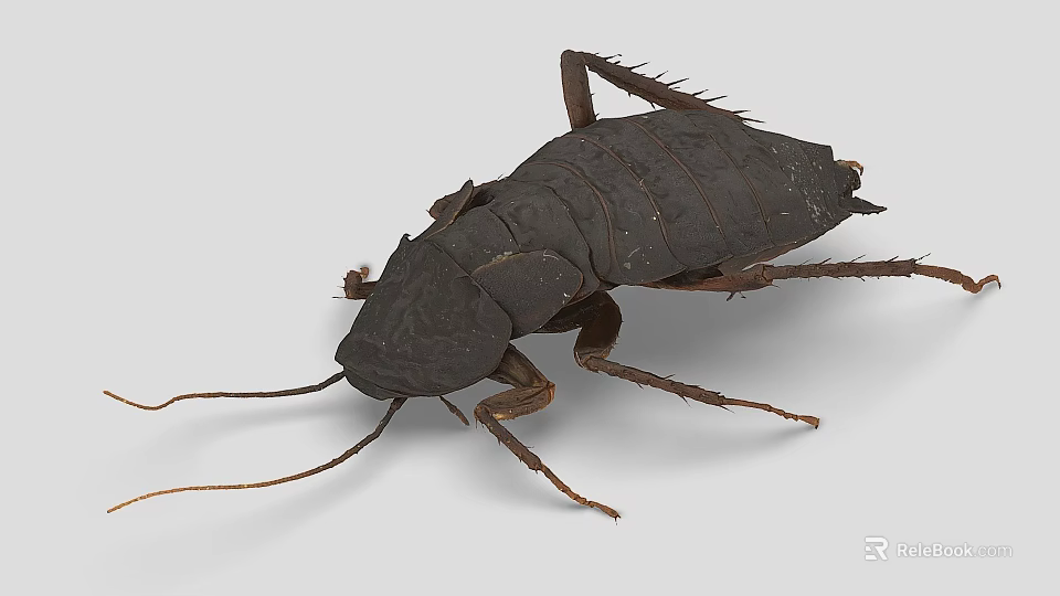 Detailed Realistic Cockroach With Dark Body Long Antennae And Legs 3d model 