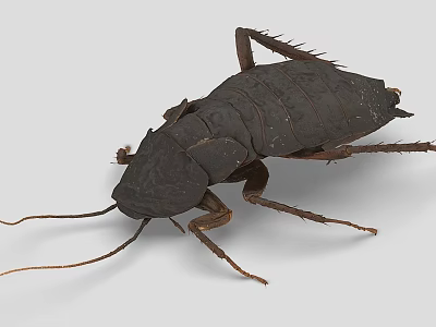 Detailed Realistic Cockroach With Dark Body Long Antennae And Legs 3d model