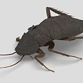 Detailed Realistic Cockroach With Dark Body Long Antennae And Legs