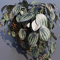 Potted Bonsai Plant With Variegated Green And White Trailing Leaves In Basket Planter