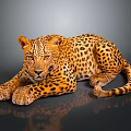 Leopard With Spotted Fur Lying on Dark Shiny Surface Showing Relaxed Posture and Reflection 3d model