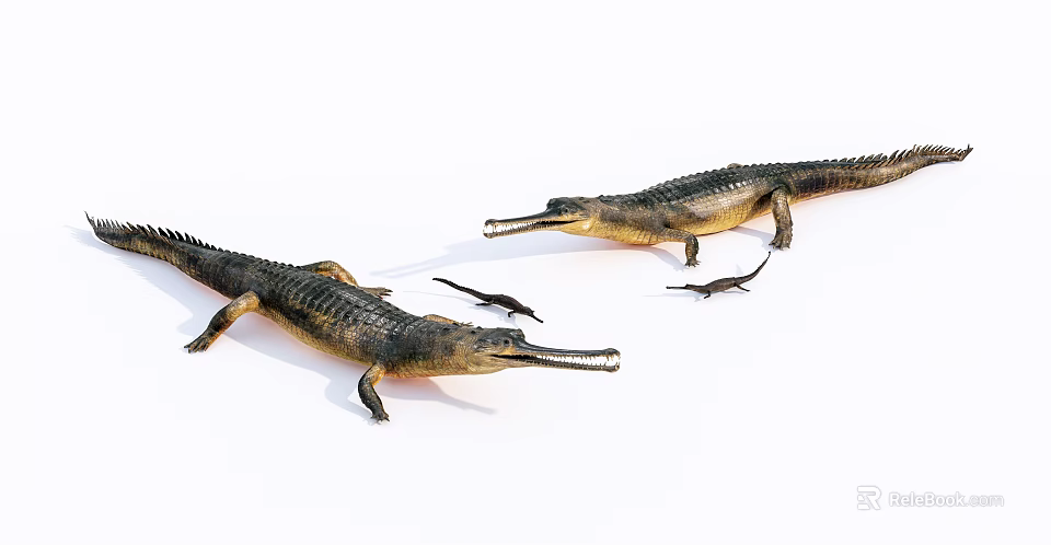 Aquatic Animals Gavial Models Featuring Adult And Baby Specimens On White 3d model 