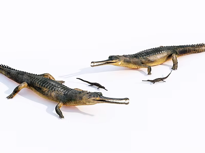 Aquatic Animals Gavial Models Featuring Adult And Baby Specimens On White 3d model