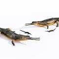 Aquatic Animals Gavial Models Featuring Adult And Baby Specimens On White