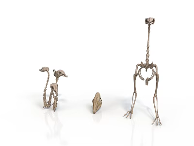 Animal Skeletons Display With Different Sizes Bone Structure And Skull Models 3d model