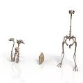 Animal Skeletons Display With Different Sizes Bone Structure And Skull Models 3d model