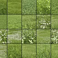 Collage of Various Green Grasses and White Flowers in Natural Scenery