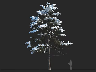 Snow Covered Tall Arbor With Green Branches Against Black Background And Human Silhouette 3d model